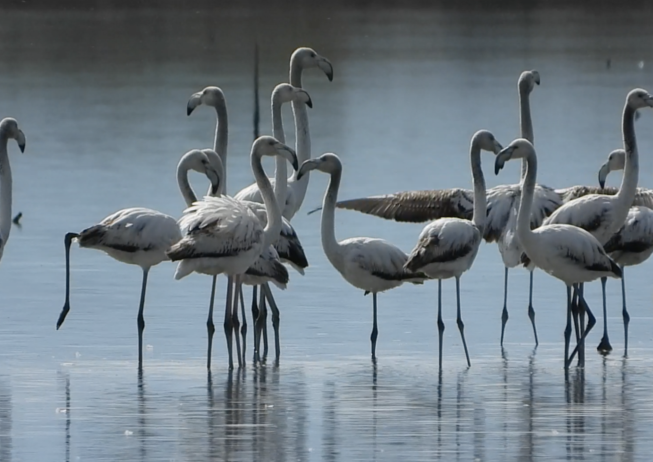 Flamingo në Lagunën Vjosë-Nartë, e cila rrezikohet nga ndërtimi i aeroportit. Foto: Media Amfora