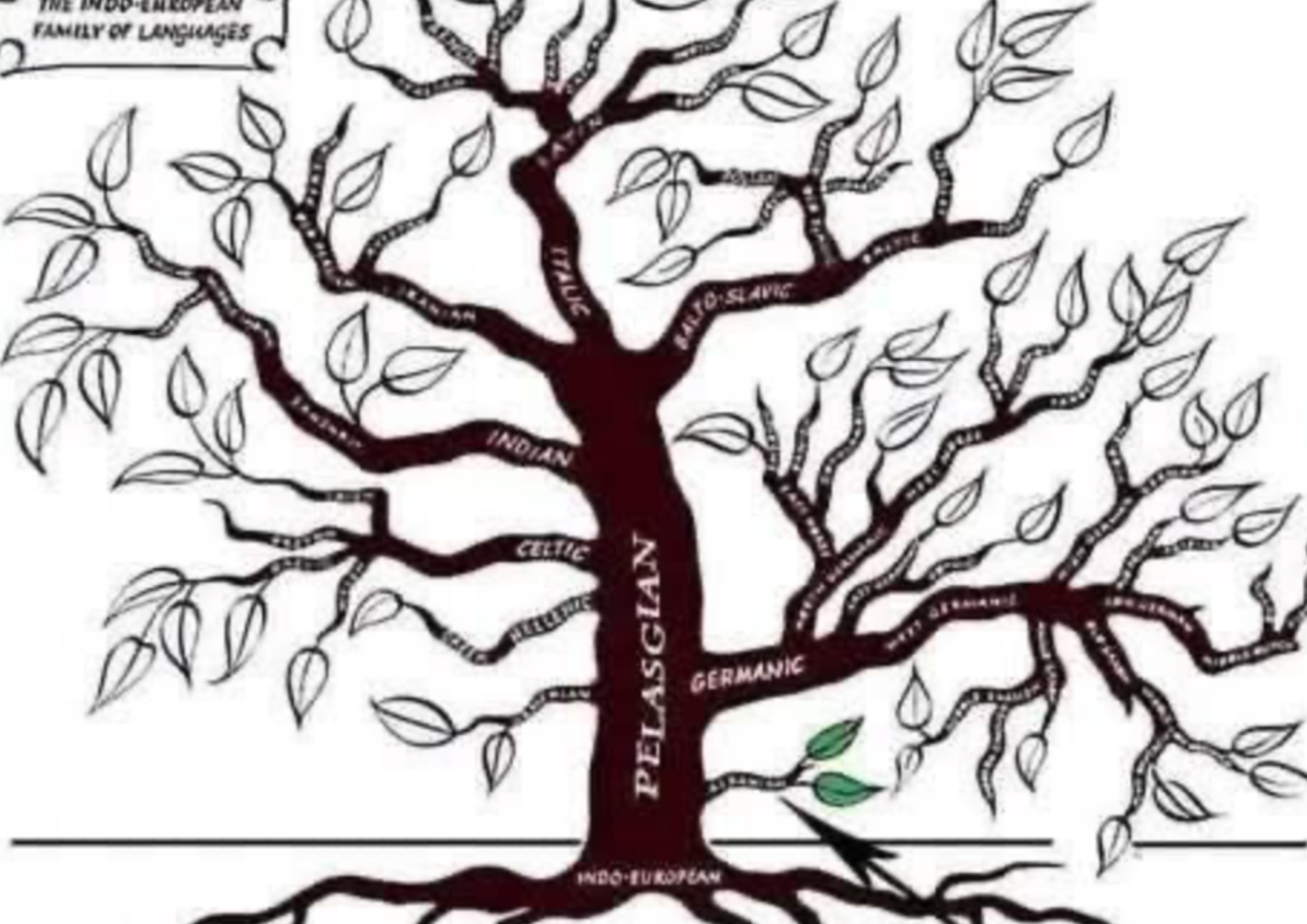 Ilustrim nga një postim në Facebook që e vendos pellazgjishten në qendër të gjuhëve indoeuropiane