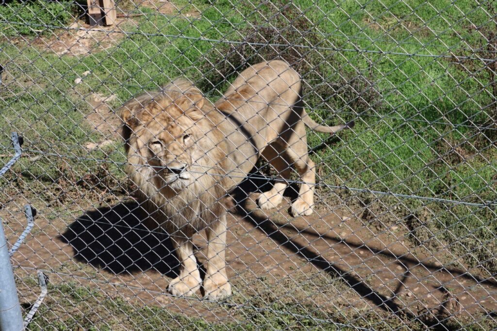 "Gjoni" the lion after rescue has been placed at “BEAR SANCTUARY Prishtina”. Photo: Amfora Media