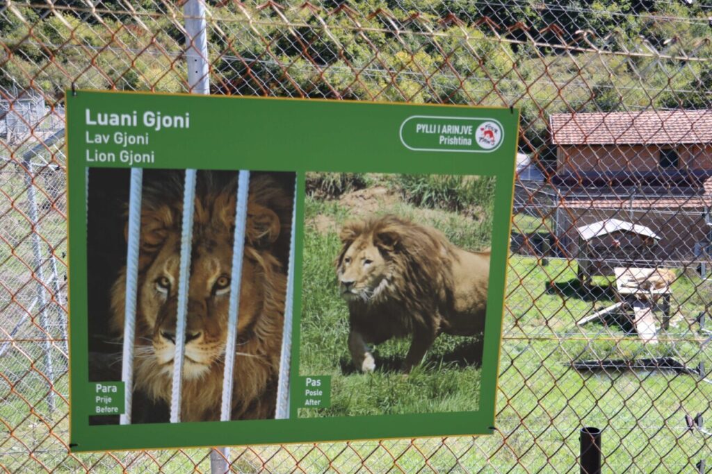"Gjoni" the lion after rescue – at “BEAR SANCTUARY Prishtina”. He is waiting to be sent abroad, but Kosovo is not part of CITES. Photo: Amfora Media
