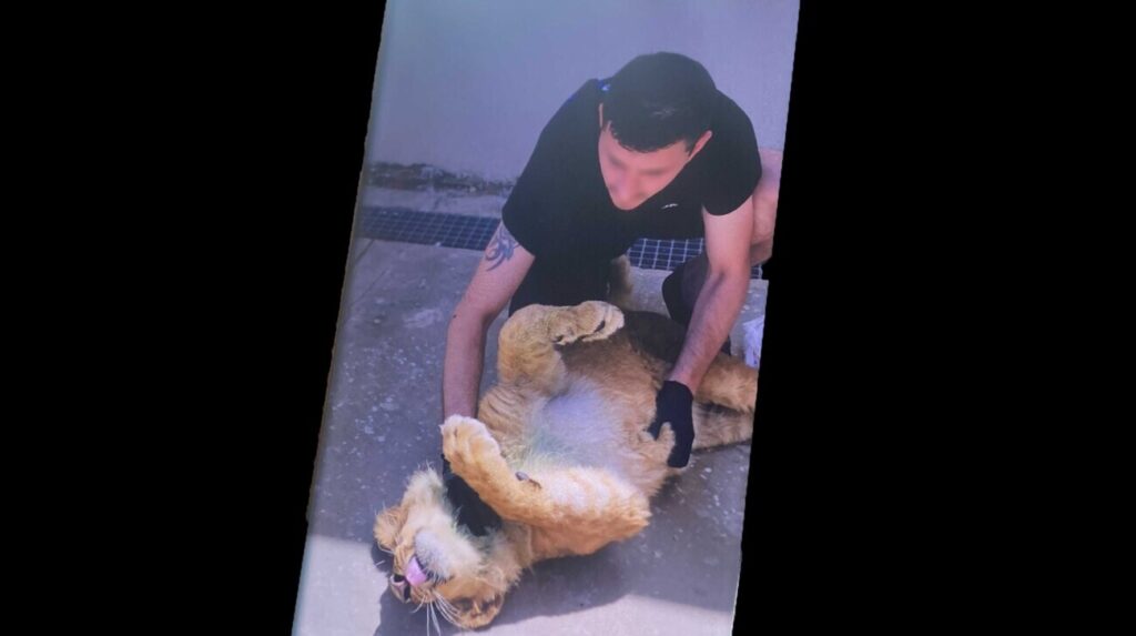 The lion "Tajson" with one of the employees of the "Royal Blue" restaurant. Photos and graphics: Amfora Media
