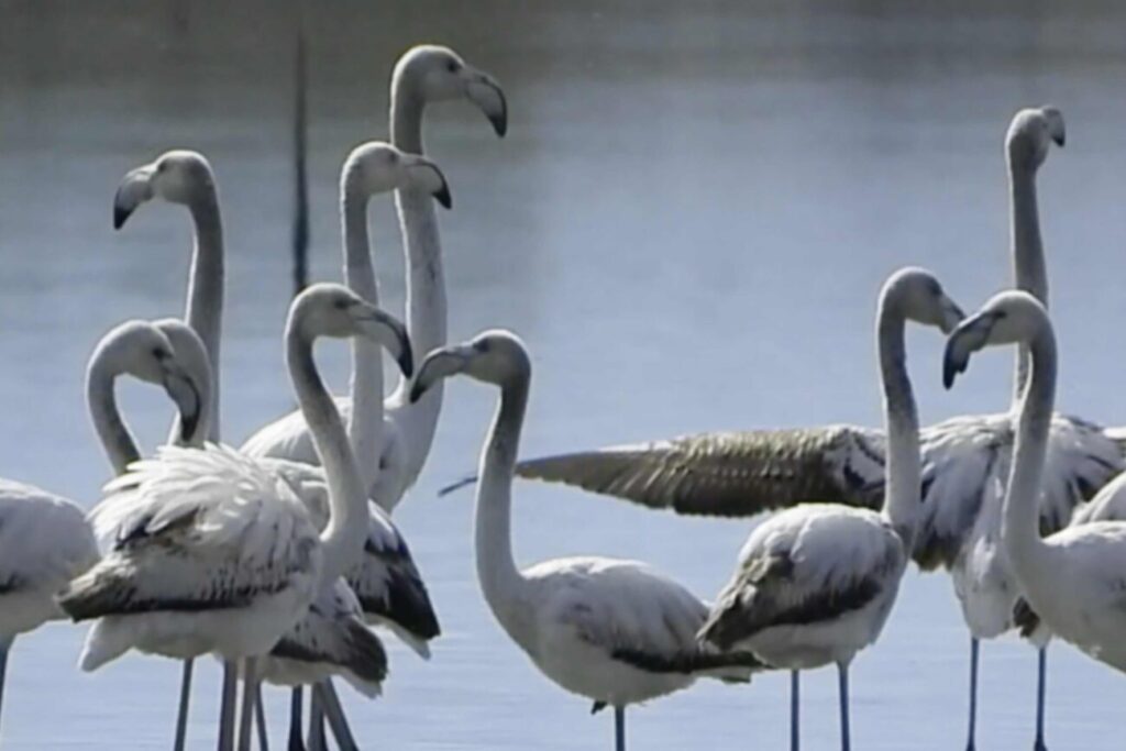 Flamingot janë ndër speciet më të njohura që frekuentojnë Lagunën e Nartës gjatë migrimit dhe dimërimit. Foto: Media Amfora