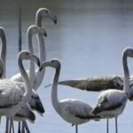 Flamingot janë ndër speciet më të njohura që frekuentojnë Lagunën e Nartës gjatë migrimit dhe dimërimit. Foto: Media Amfora