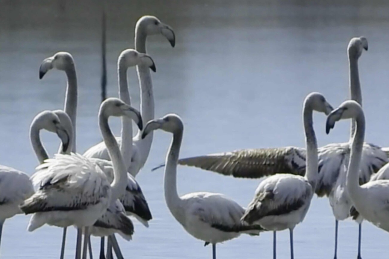 Flamingot janë ndër speciet më të njohura që frekuentojnë Lagunën e Nartës gjatë migrimit dhe dimërimit. Foto: Media Amfora