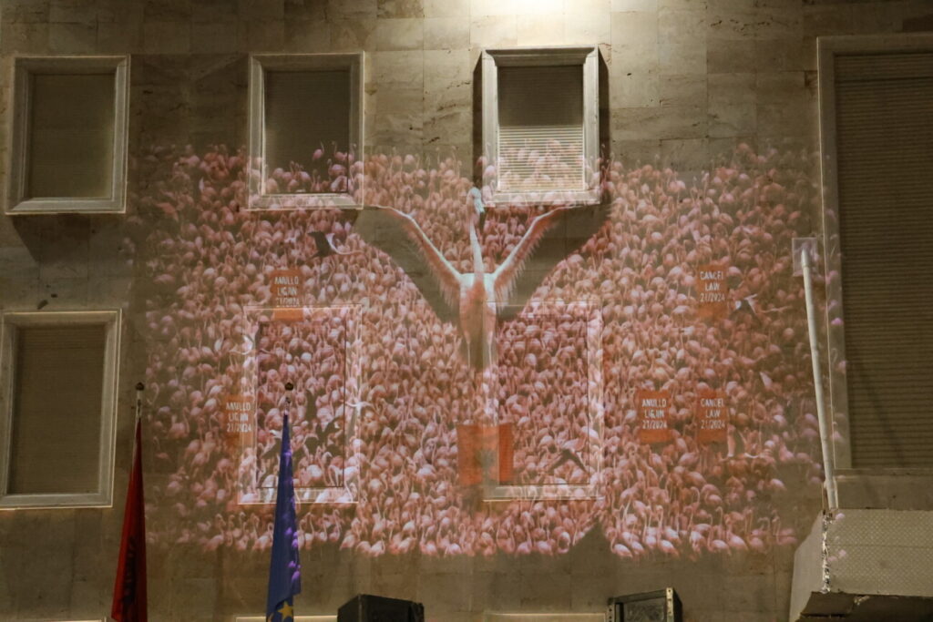 Projektimi i flamingove në murin e Kryeministrisë. Foto: Media Amfora 